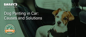 Dog Panting in Car: Causes and Solutions - Blog Featured Banner Image