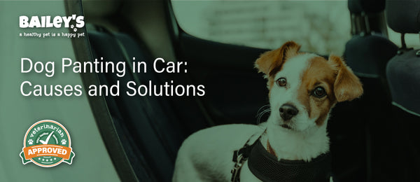 Dog Panting in Car: Causes and Solutions - Blog Featured Banner Image