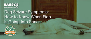 Dog Seizure Symptoms: How to Know When Fido Is Going Into Shock - Featured Banner