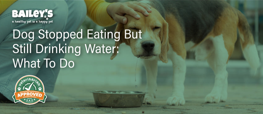 Dog Stopped Eating but Still Drinking Water: What to Do