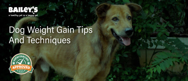 Dog Weight Gain Tips and Techniques - Bailey's CBD Pet Blog Cover Image