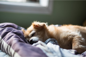 CBD and Melatonin for Dogs: Safety, Dosage & Side Effects