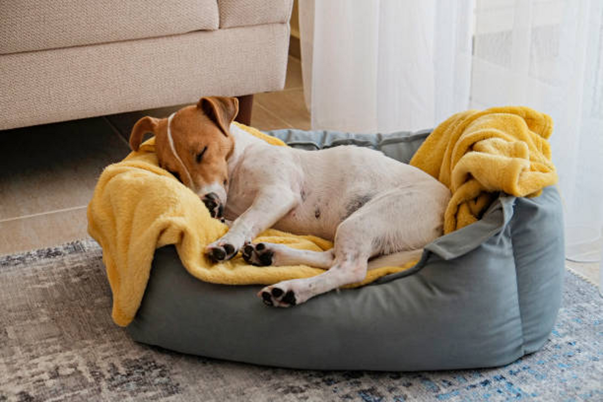 CBD Oil for Dog Tooth Pain: Benefits & Side Effects