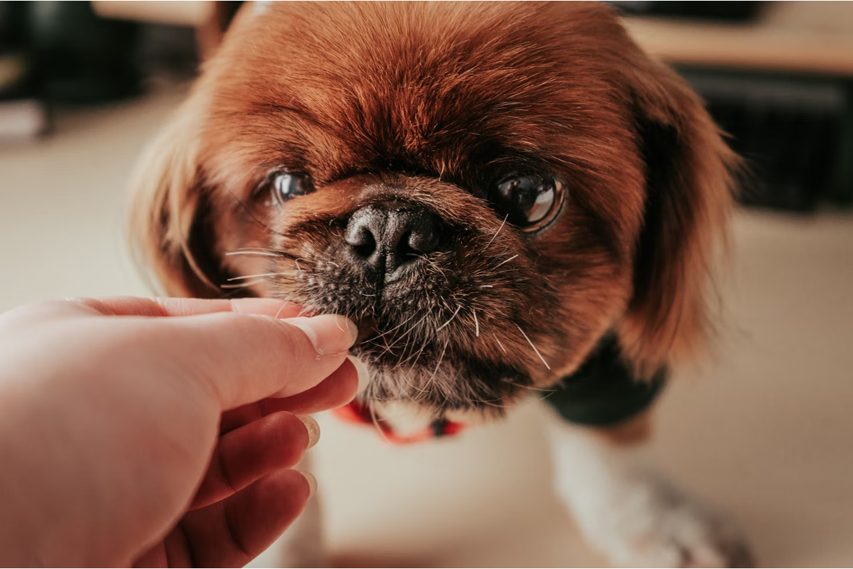 CBD and Phenobarbital for Dogs: Safety, Interactions & Side Effects