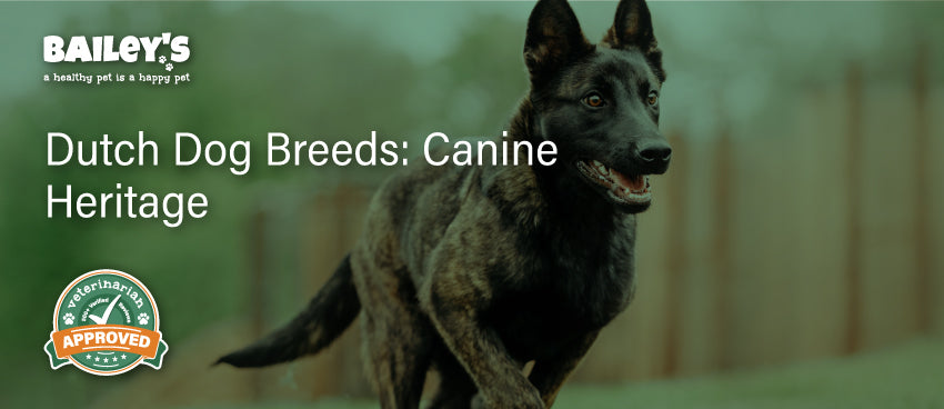 Dutch Dog Breeds: Canine Heritage - Featured Banner