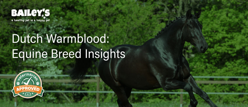 Dutch Warmblood: Equine Breed Insights - Blog Featured Image