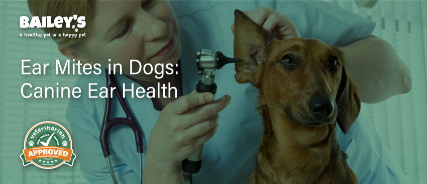 Ear Mites in Dogs: Canine Ear Health - Featured Banner
