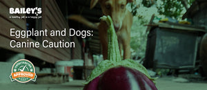 Eggplant and Dogs: Canine Caution
