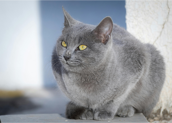 Russian Blue vs Korat Cat: Differences, Personality & Cost