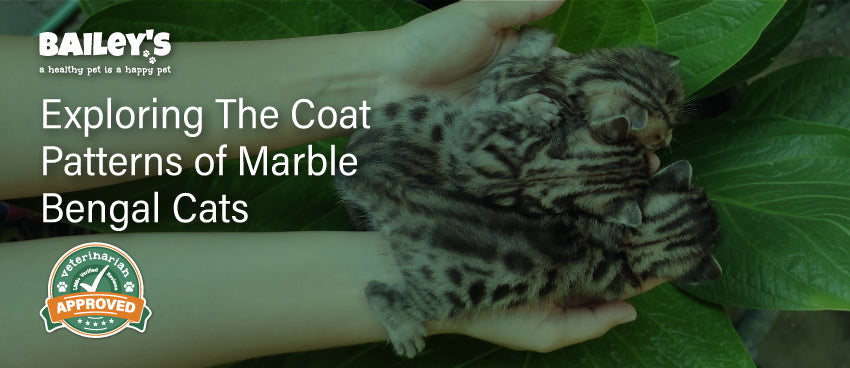 Exploring The Coat Patterns of Marble Bengal Cats