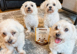 Honest Paws vs Pet Releaf: CBD Reviews, Cost & Alternatives