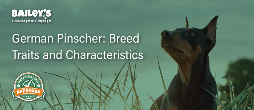 German Pinscher Dog: Breed Traits and Characteristics