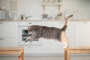 How Do I Get My Cat to Be More Active? Exercise & Mental Stimulation Tips