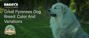 Great Pyrenees Dog Breed: Colors and Variations