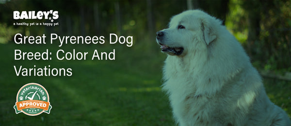 Great Pyrenees Dog Breed: Colors and Variations