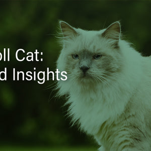 Greece Ragdoll Grey Ragdoll Cat Breed: Traits & Care Guide | Bailey's CBD