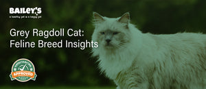 Grey Ragdoll Cat: Feline Breed Insights - Featured Banner