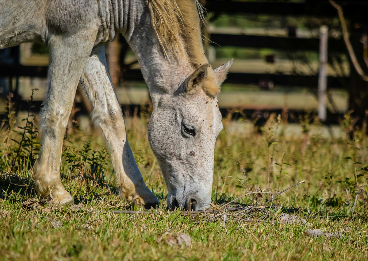 Can Horses Eat Donuts? Safety & Toxicity Explained