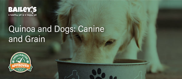 Grits and Dogs: Canines and Cornmeal - Featured Banner