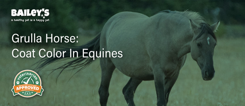 Grulla Horse: Coat Color in Equines - Blog Feature Banner Image