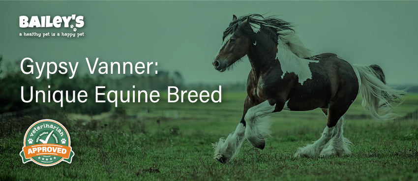 Gypsy Vanner: Unique Equine Breed Featured Banner