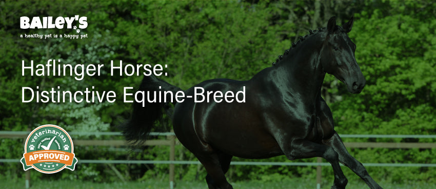 Haflinger Horse: Distinctive Equine Breed - Blog Featured Banner Image