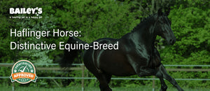 Haflinger Horse: Distinctive Equine Breed - Blog Featured Banner Image