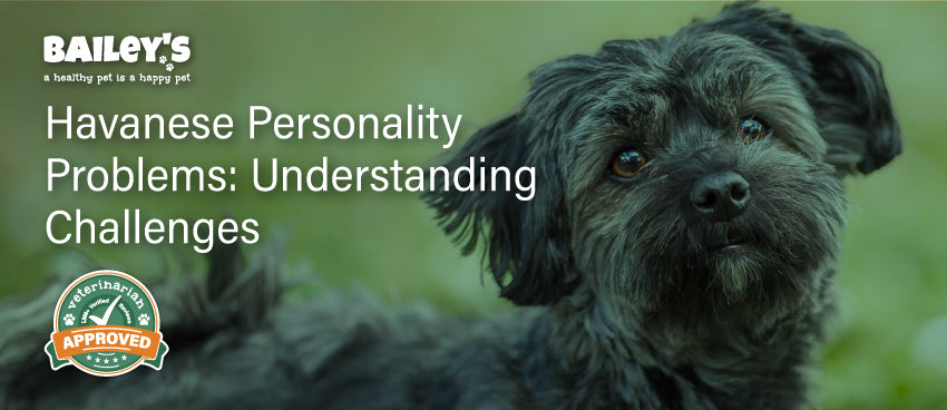 Havanese Personality Problems: Understanding Challenges