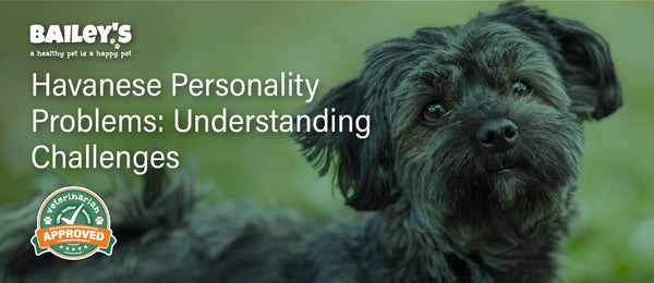 Havanese Personality Problems: Understanding Challenges