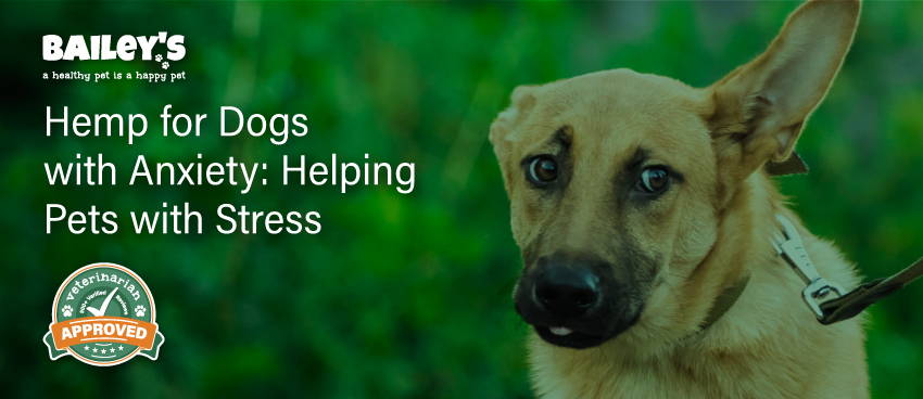 Hemp CBD for Anxious Dogs: A Soothing Stress Solution