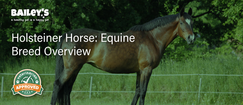 Holsteiner Horse: Equine Breed Overview - Blog Featured Image
