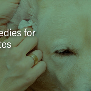 Effective Home Remedies for Dog Ear Mites: Bailey's Guide