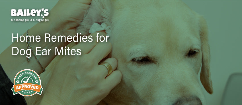 Home Remedies for Dog Ear Mites - Featured Banner
