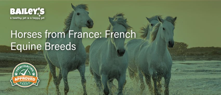 Horses from France: French Equine Breeds - Blog Featured Image