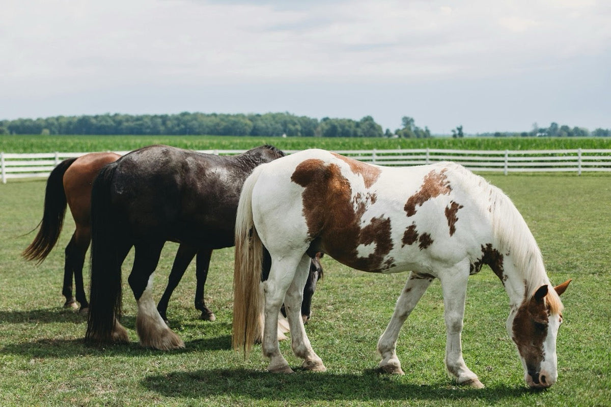 Can Horses Eat Cherries? Health Effects & Alternatives