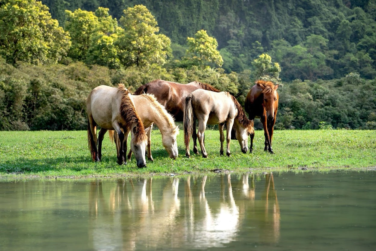 Can Horses Eat Clover? Safety & Toxicity Explained