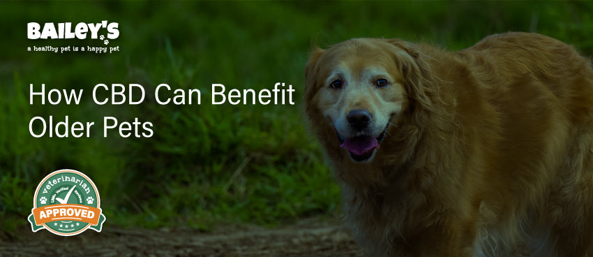 How CBD Can Benefit Older Pets - Featured Banner