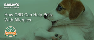 How CBD Can Help Pets With Allergies - Featured Banner