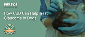 How CBD Can Help Treat Glaucoma In Dogs - Featured Banner