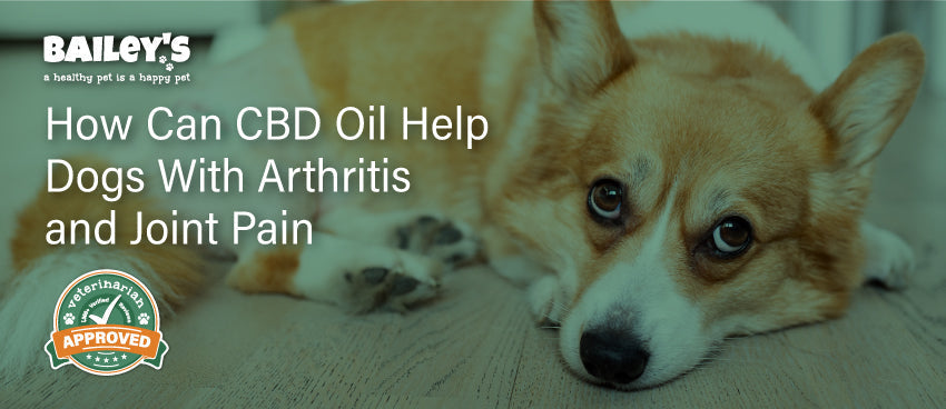 How Can CBD Oil Help Dogs With Arthritis and Joint Pain - Featured Banner