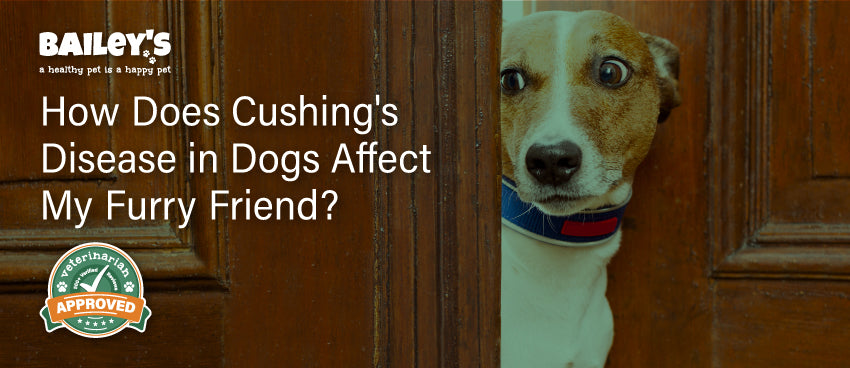 How Does Cushing's Disease in Dogs Affect My Furry Friend? - Featured Banner