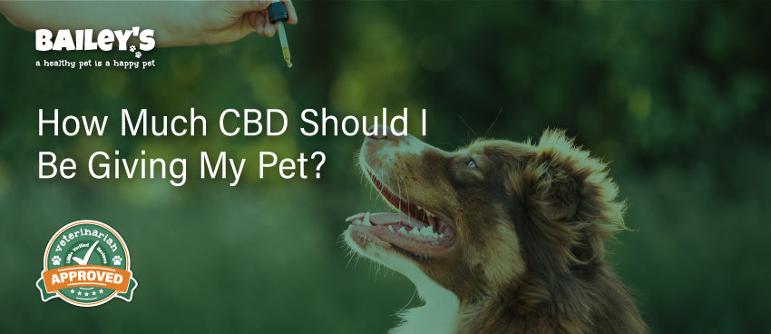 How Much CBD Should I Be Giving My Pet? - Featured Banner