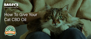 How To Give Your Cat CBD Oil - Featured Banner