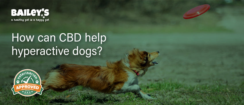 How can CBD help hyperactive dogs? - Featured Banner