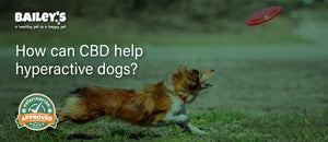 How can CBD help hyperactive dogs? - Featured Banner