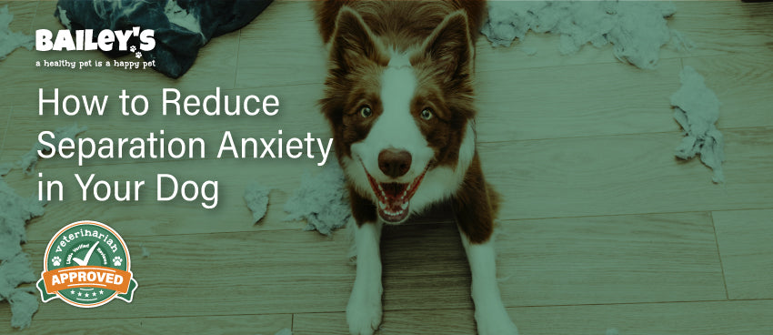 How to Reduce Separation Anxiety in Your Dog - Featured Banner