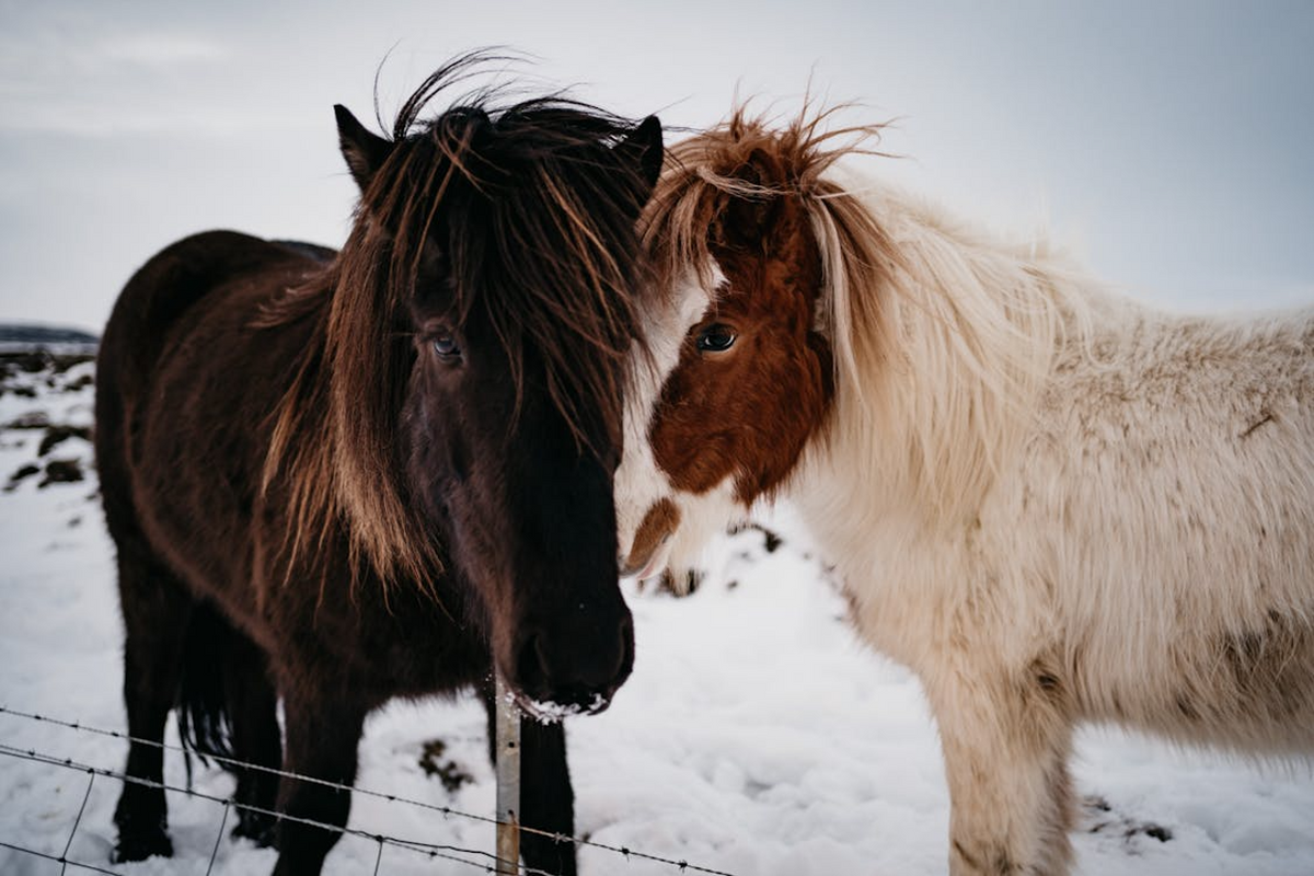 Icelandic Horse Breed Characteristics: Personality, Size & Diet
