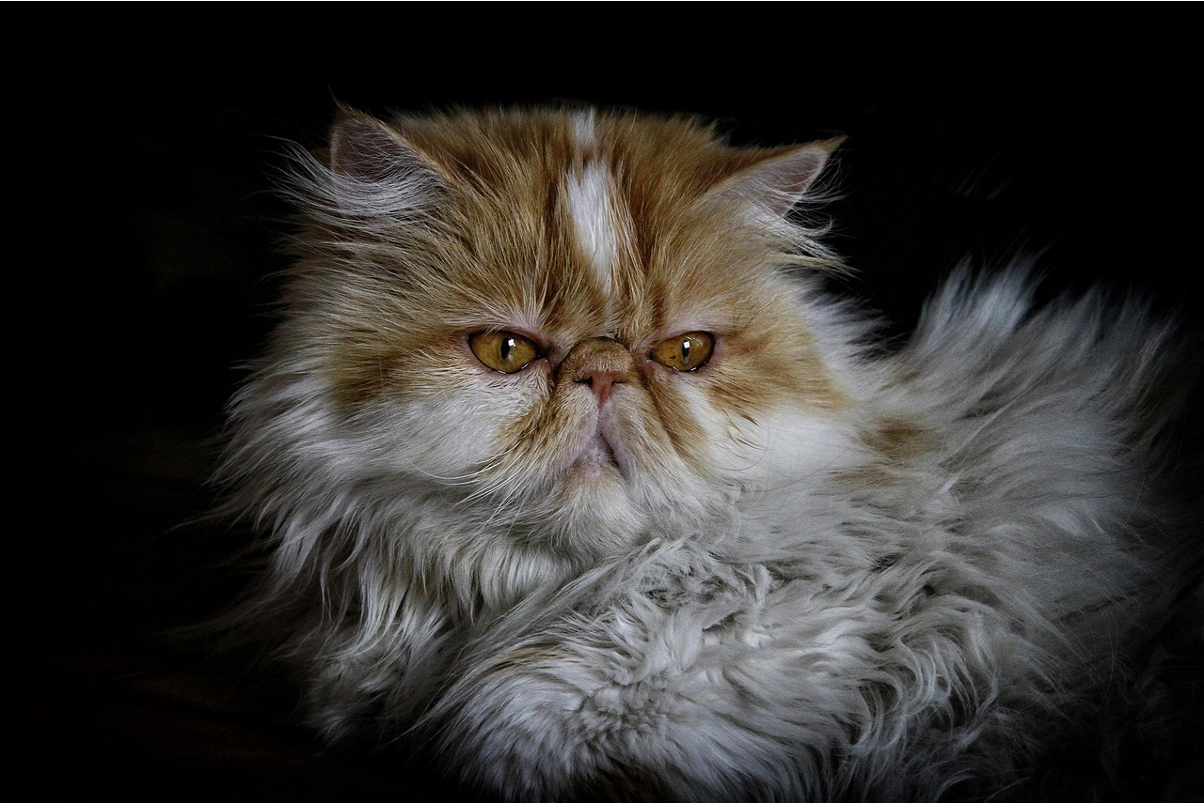 Persian Cat Diet: Essential Nutrition Needs & Feeding Chart