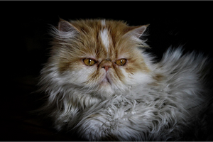 Persian Cat Diet: Essential Nutrition Needs & Feeding Chart