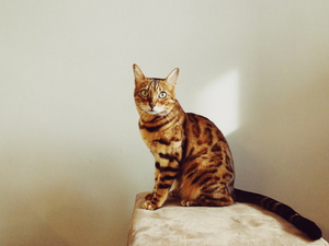 Bengal Cat Diet: Chart, Recipes & Best Supplements